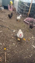 Barbarbie eenden, Dieren en Toebehoren, Pluimvee, Eend