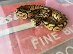 0.1 ball python - spotnose redstripe het clown, Dieren en Toebehoren, Slang, Tam, 0 tot 2 jaar