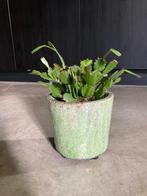 Kamerplant cactus, Huis en Inrichting, Kamerplanten, Cactus, Minder dan 100 cm, Halfschaduw, In pot