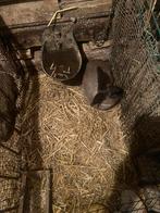 Konijn, Animaux & Accessoires, Lapins, Mâle, Grand, 0 à 2 ans