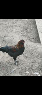Araucana hanen, Dieren en Toebehoren