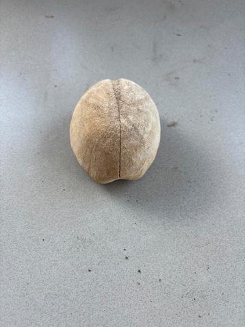 Fossiele zee-egel (zeeurk) – ca. 8 cm, natuur, historie beschikbaar voor biedingen