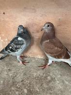 Koppel late duivenjongen voor de zware fond, Dieren en Toebehoren, Vogels | Duiven
