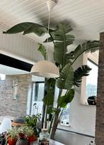 Prachtige grote plant Strelitzia Augusta, En pot, 200 cm ou plus, Plein soleil, Enlèvement ou Envoi