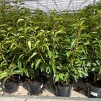 Portugese laurier-prunus Lucitanica angustifolia, Tuin en Terras, Planten | Struiken en Hagen, Ophalen, Laurier