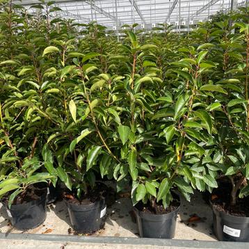 Portugese laurier-prunus Lucitanica angustifolia beschikbaar voor biedingen