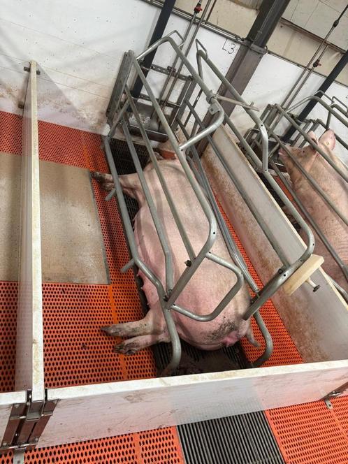 Complete kraamstal uit 2021 [364], Dieren en Toebehoren, Schapen, Geiten en Varkens