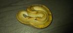 ball python 1.0 champange GERESERVEERD, Dieren en Toebehoren, Slang, Tam, 0 tot 2 jaar