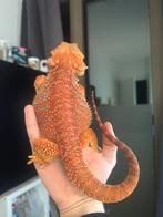 Baardagaam. Half Monster blue bar, Dieren en Toebehoren, Amfibie, 0 tot 2 jaar