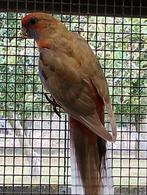 pennant rosella, Mannelijk, Parkiet, Geringd