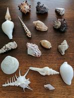 17 kleine schelpen, Collections, Minéraux & Fossiles, Coquillage(s), Enlèvement ou Envoi