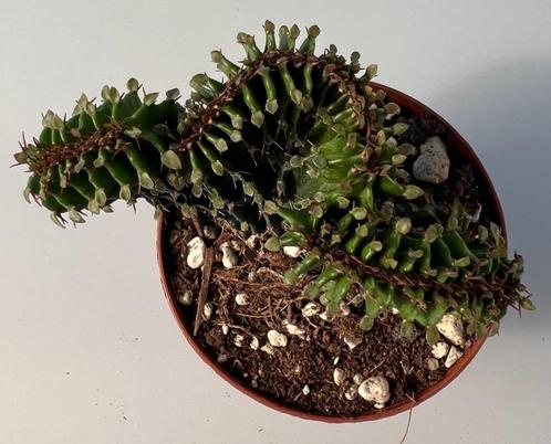 Euphorbia Triangularis Cristata, Huis en Inrichting, Kamerplanten, Vetplant, Minder dan 100 cm, Verzenden