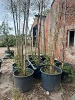 Partij knotwilgen te koop, Tuin en Terras, Planten | Struiken en Hagen, Ophalen