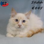 Stitch, Ragdoll flame point katertje - te koop, Dieren en Toebehoren, Katten en Kittens | Raskatten | Langhaar, Kater, Ontwormd