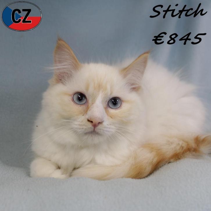 Stitch, Ragdoll flame point katertje - te koop, Dieren en Toebehoren, Katten en Kittens | Raskatten | Langhaar, Kater, 0 tot 2 jaar