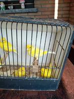 vogels, Dieren en Toebehoren