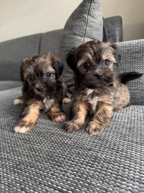 Allermooiste Poedel x Lhasa Apso puppy’s particulier, Dieren en Toebehoren, Honden | Chihuahua's en Gezelschapshonden, Meerdere dieren