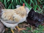 Legkippen +haan, Dieren en Toebehoren