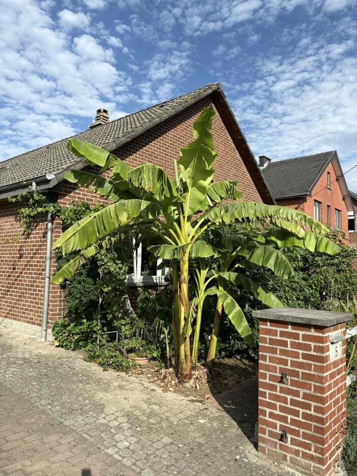Bananiers extérieur Musa Basjoo, Tuin en Terras, Planten | Tuinplanten, Zomer, Ophalen