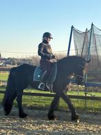 Friese Merrie, Dieren en Toebehoren, Paarden, Merrie, B, Gechipt, 7 tot 10 jaar