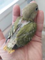 Roseicollie baby handtam