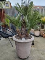 Palmboom Chamaerops humilis palm plant, pot tuin, Tuin en Terras, Ophalen