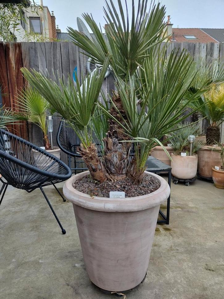 Palmboom Chamaerops humilis palm plant, pot tuin, Tuin en Terras, Planten | Tuinplanten, Ophalen