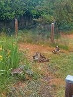 Mandarijn kuikens, Dieren en Toebehoren, Pluimvee