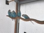 Jonge blauwe grasparkieten, Dieren en Toebehoren, Vogels | Parkieten en Papegaaien, Meerdere dieren, Parkiet, Geringd