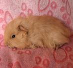Teddy jongen, Dieren en Toebehoren, Knaagdieren, Cavia, Mannelijk, Tam, September