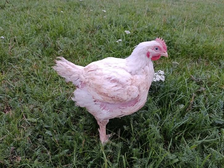 vleeskippen slacht klaar, Dieren en Toebehoren, Pluimvee