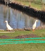 loopeenden, Meerdere dieren, Eend