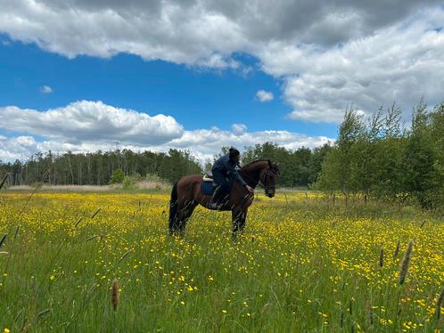 Geronimo I 4 jaarige hengst, Dieren en Toebehoren, Paarden, Hengst, Zadelmak, 160 tot 165 cm, 3 tot 6 jaar, Springpaard, Met stamboom