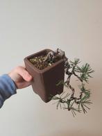 Mooie shonin cascade bonsai den, Tuin en Terras, Ophalen of Verzenden