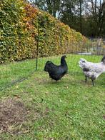 Australorp Groothoender hennen, Dieren en Toebehoren, Pluimvee, Vrouwelijk, Kip