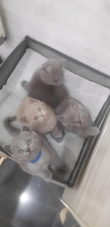 Chatons British Shorthair, Chatte ou Chat, 0 à 2 ans