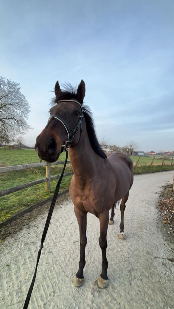 Super lief paard te koop, Dieren en Toebehoren, Paarden, Merrie, 11 jaar of ouder