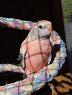 Opaline bourkes, Dieren en Toebehoren, Geslacht onbekend, Parkiet
