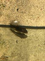 Vrouwelijke ancitrus 2jaar en is nu 5cm, Dieren en Toebehoren, Vissen | Aquariumvissen