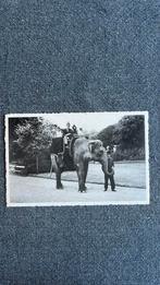 Antwerpen: Dierentuin: Ritje op de olifant, Ophalen of Verzenden, Antwerpen