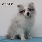 Dwergkees & Kleine Kees puppy's te koop, 15 weken tot 1 jaar, Buitenland, CDV (hondenziekte), Meerdere