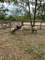Grote rammen baggertbont- swifter, Dieren en Toebehoren, Schapen, Geiten en Varkens