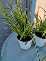 Siergras carex vanilla ice winterhard groenblijvend, Tuin en Terras, Planten | Tuinplanten, Ophalen, Vaste plant, Siergrassen