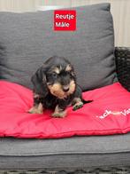 ruwhaar teckel pups, Dieren en Toebehoren, België, Reu, CDV (hondenziekte), 8 tot 15 weken