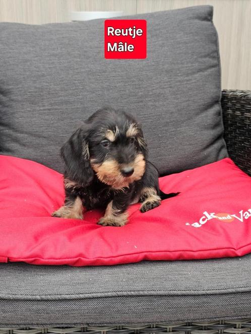 ruwhaar teckel pups, Dieren en Toebehoren, Honden | Teckels en Dashonden, Reu, Ruwhaar, Dwerg, Fokker | Professioneel, Meerdere