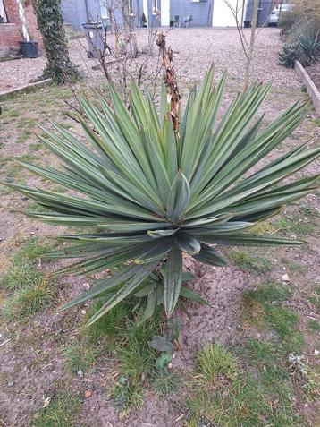 Yucca gloriosa lone star beschikbaar voor biedingen