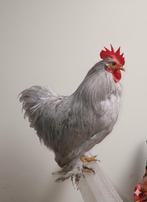 Cochin kriel haantijes, Dieren en Toebehoren, Pluimvee