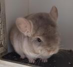 Beige bpd Rpad chinchilla bokje, Dieren en Toebehoren, November, Mannelijk, Chinchilla