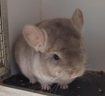 Beige bpd Rpad chinchilla bokje beschikbaar voor biedingen