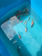 Jonge kois, Karper of Koi
